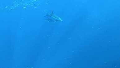 fish and dolphins under water