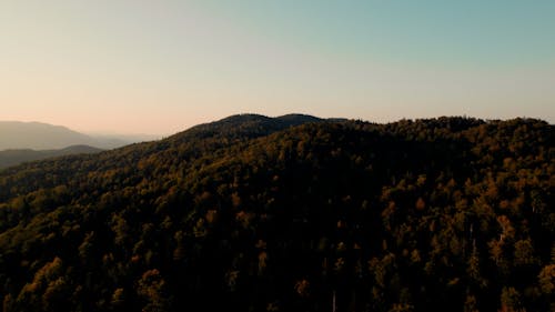 Drone Footage of a Mountain Forest 