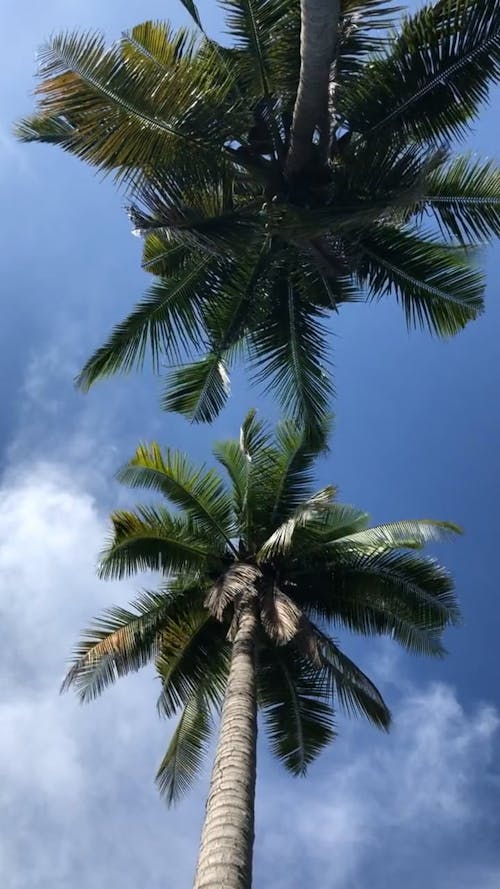 Low Angle View on Palm Trees
