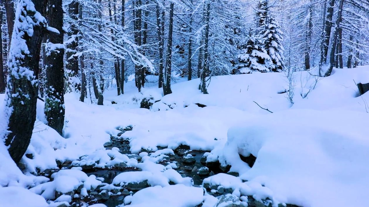 Scenic Winter Forest Free Stock Video Footage, Royalty-Free 4K & HD ...