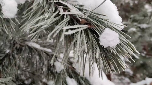 Pine Branches in Winter