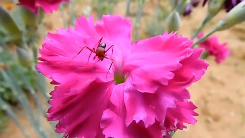 Pink Flower With Ant