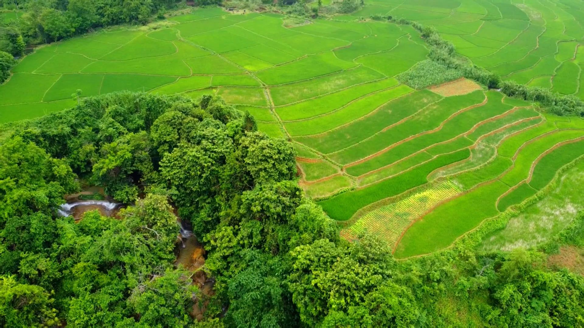 Aerial View of Fields and Trees Free Stock Video Footage, Royalty-Free ...