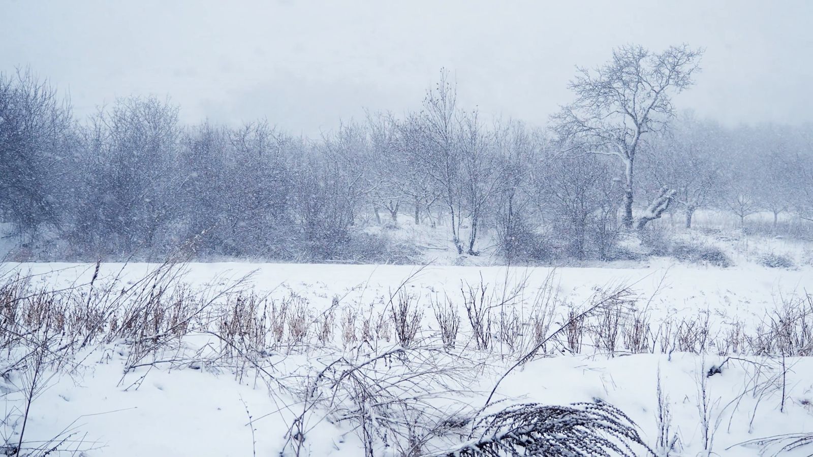 Snow Falling Down Free Stock Video Footage, Royalty-Free 4K & HD Video Clip