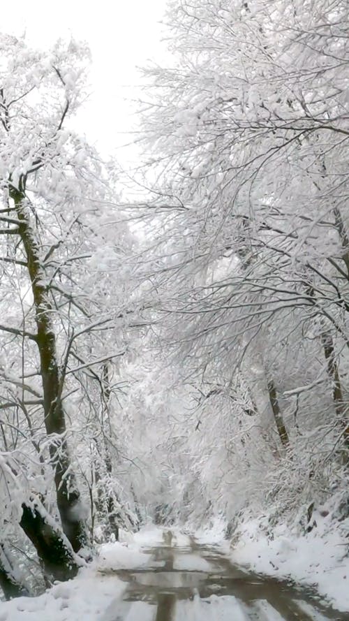 Road in Forest with Snow during Winter