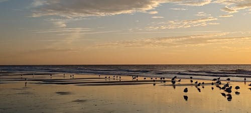 Seagulls on the Beach at Sunrise 