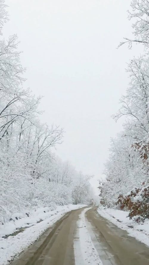 Road in Forest in Winter