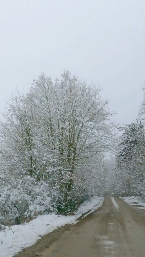 Forest over Road in Winter