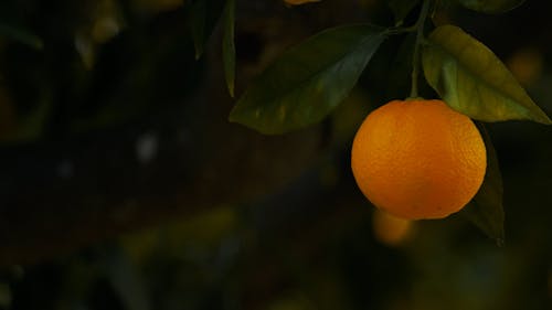 Close up Shot of an Orange on a Tree