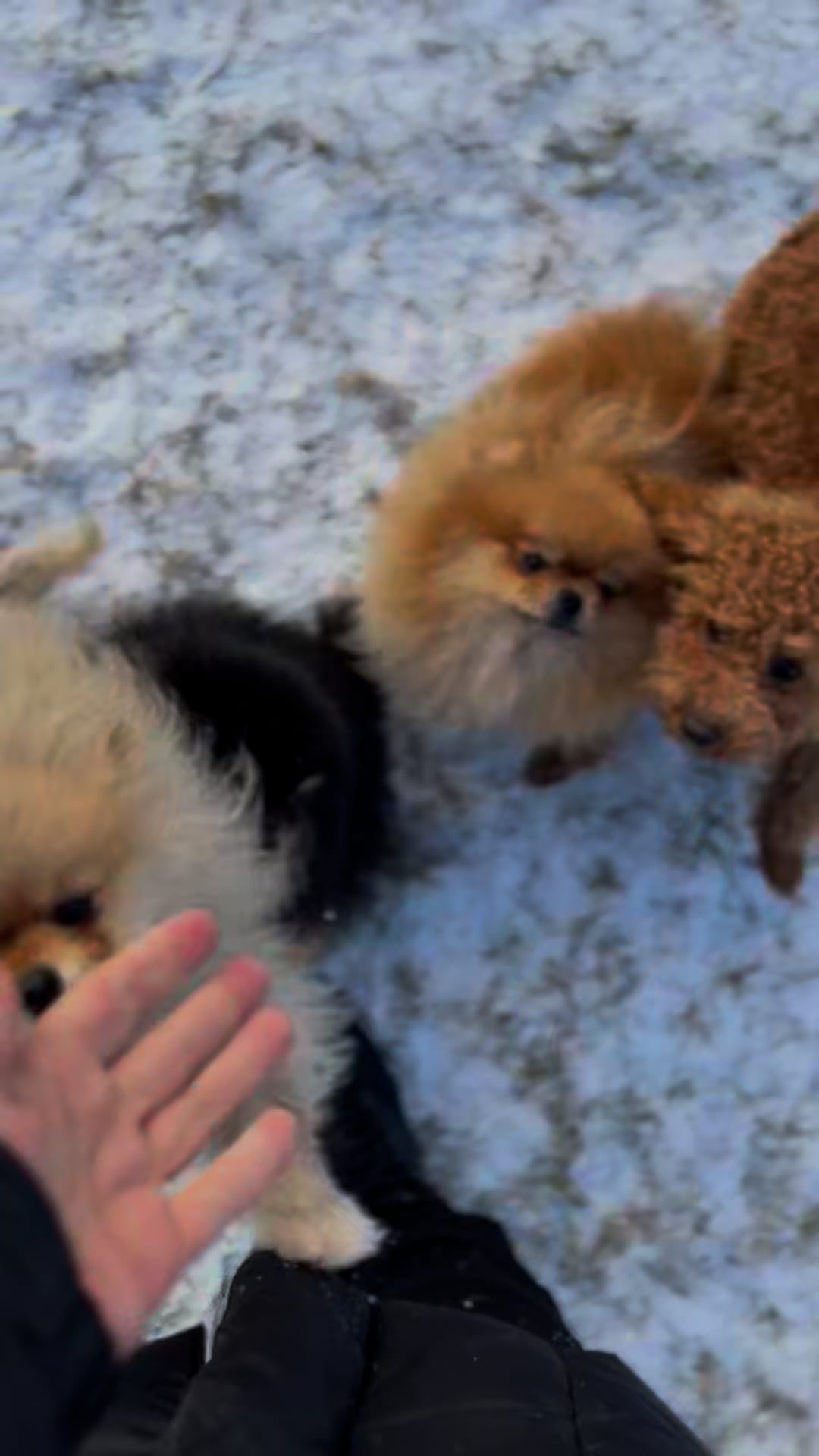 serotonin delivered
🎥 Anna Bondarenko · Pexels
#pets #dogs #cats #cute #animals