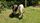 indian cow