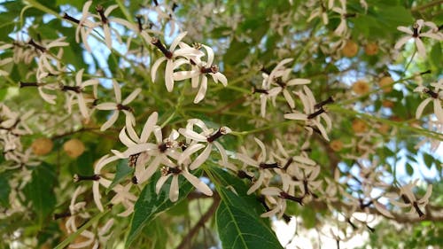 Close-Up Video Of Flowering Tree