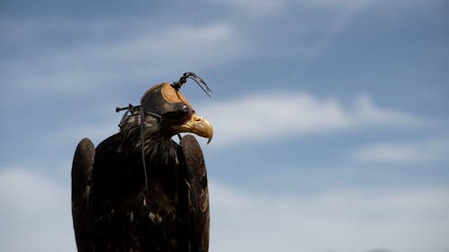 Close up on Eagle