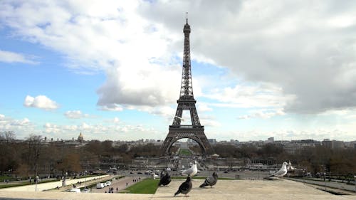 Bird Flying by Eiffel Tower