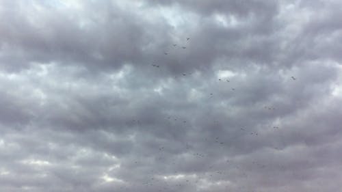 Flock of Birds on Sky