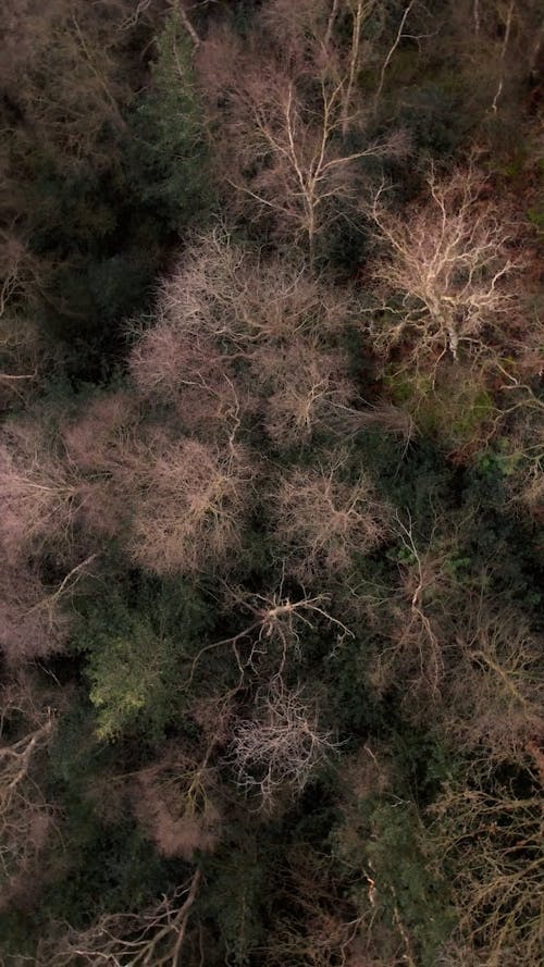 Directly Above View of Treetops