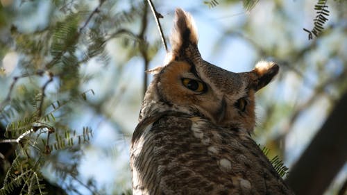 Close up on Owl Head