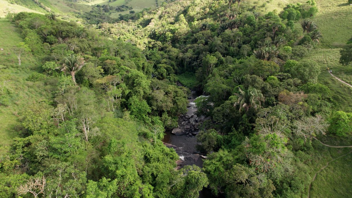 Drone View of a Forest River Free Stock Video Footage, Royalty-Free 4K ...