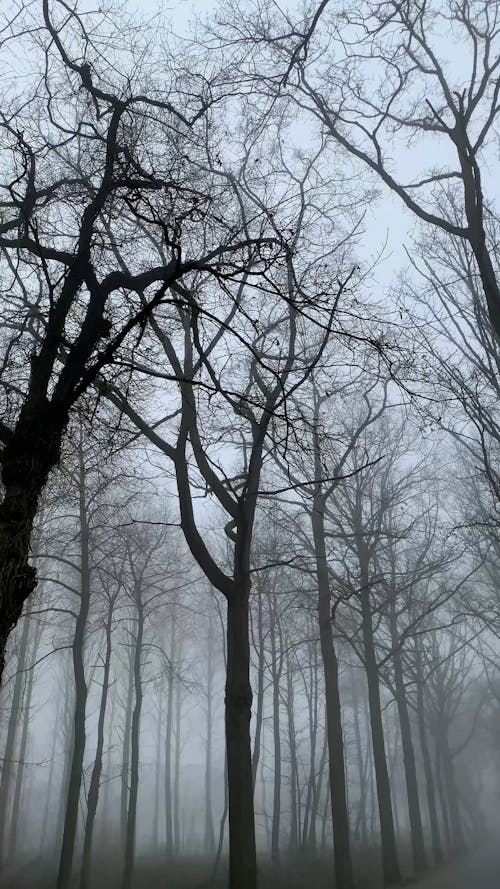 Leafless Trees in a Foggy Forest