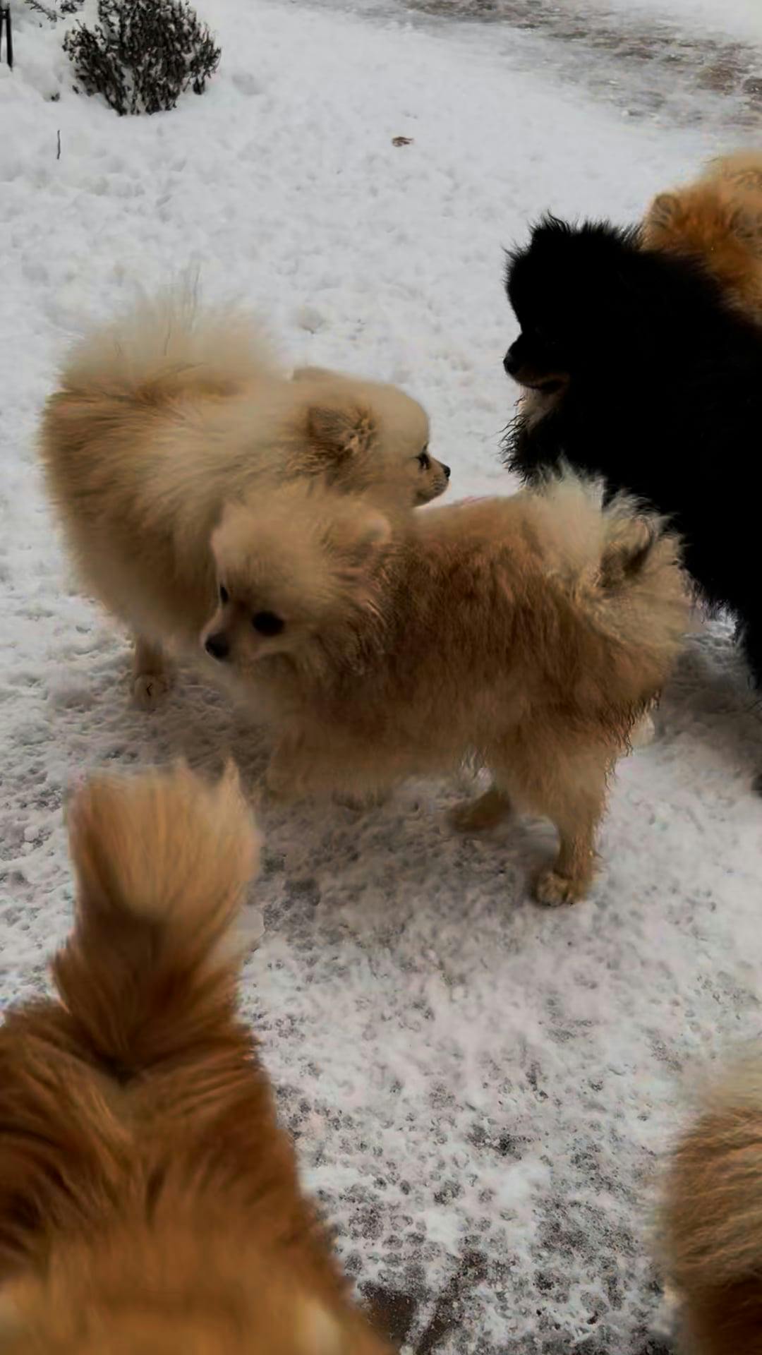 Pack Of Dogs Videos, Download The BEST Free 4k Stock Video Footage