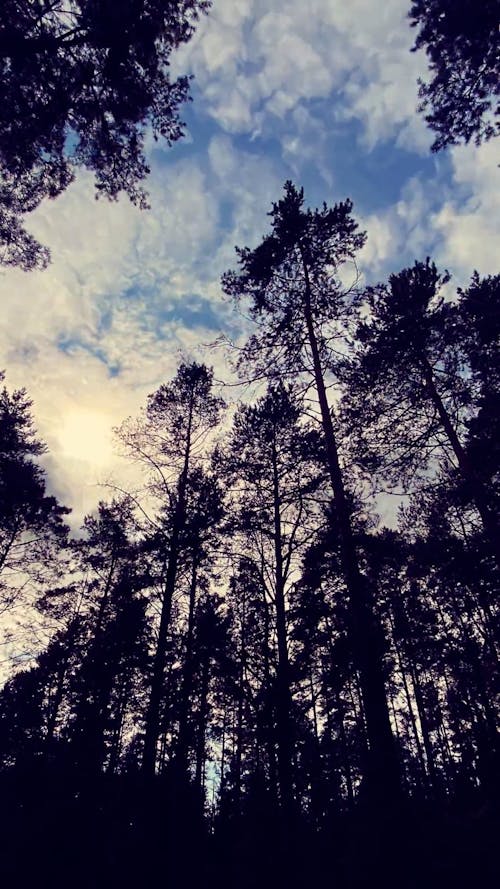 Time Lapse of Clouds over Coniferous Forest