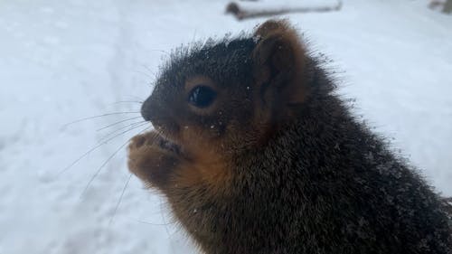 Film of Squirrel Eating