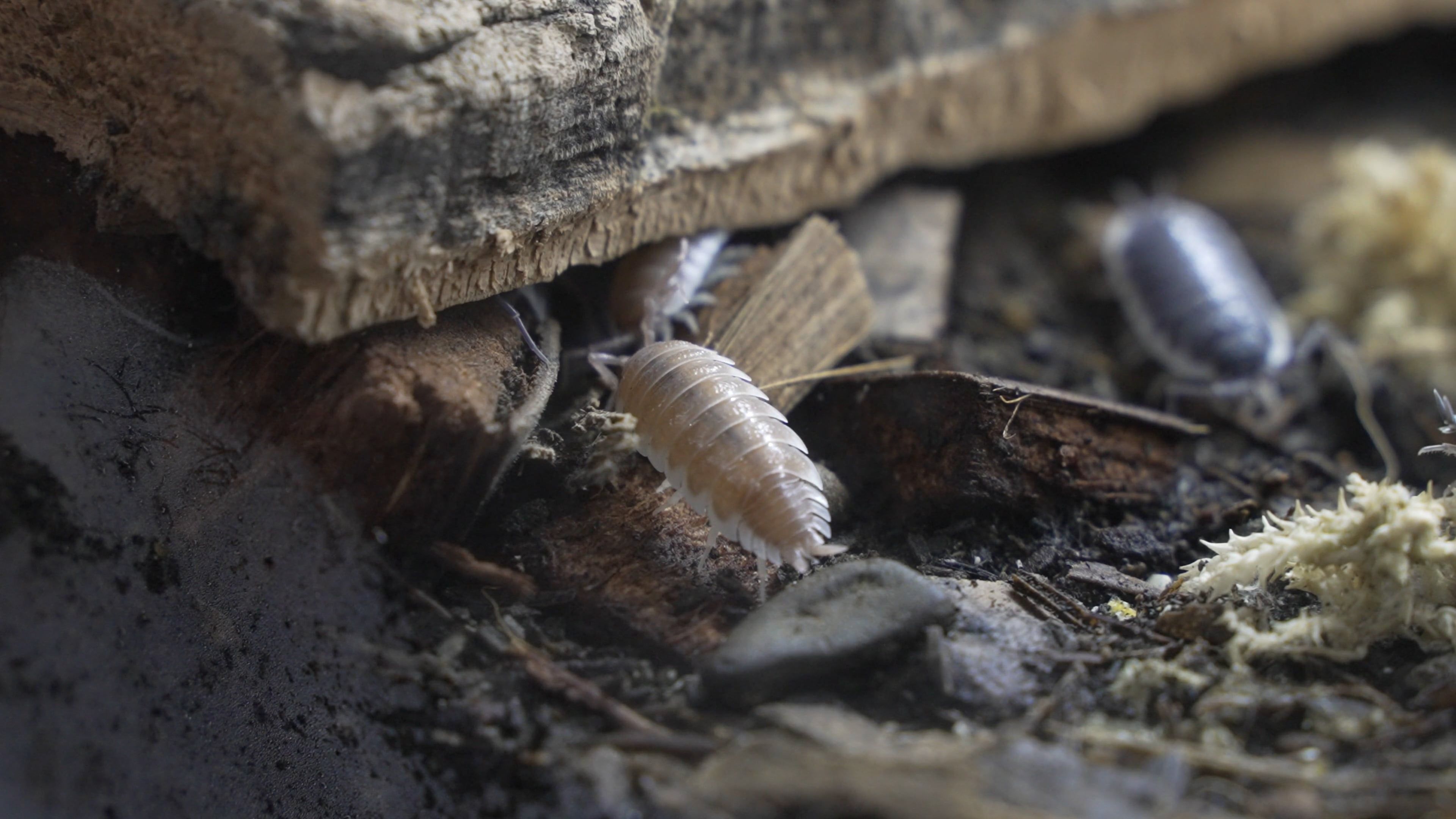 Isopods in Close Up · Free Stock Video