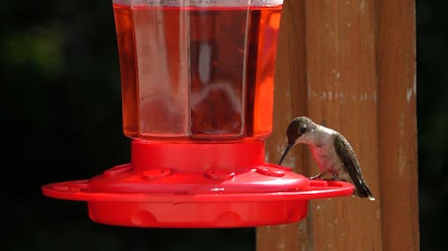 Hummingbird by Feeder