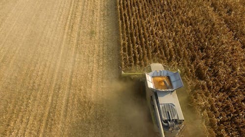 Combine Harvesting Cereal Crops