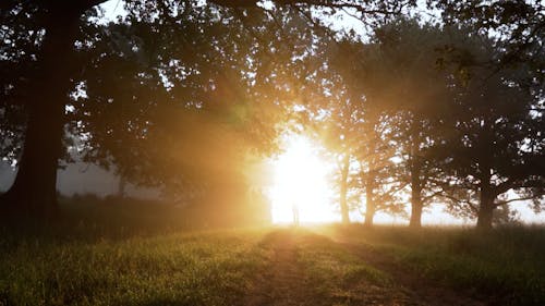 Landscape with Sun Shining Over Dirt Road at Sunrise