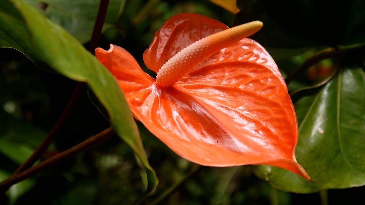 Closeup of Painters Palette (Anthurium andraeanum) Flower Free Stock