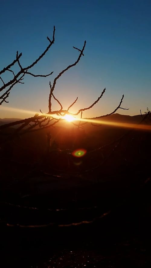 Branch and Mountains at Sunset