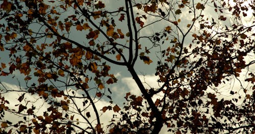 Low-Angle of a Maple Tree