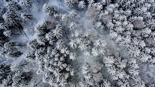 Drone Footage of Snow Covered Trees and Ground