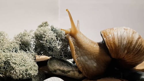 Close-Up of a Snail