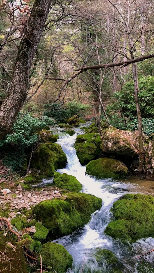 Stream Flowing in Forest