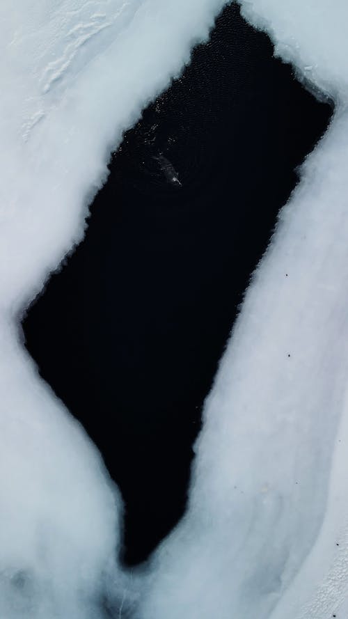 Drone Footage of a Seal Swimming in Icy Water