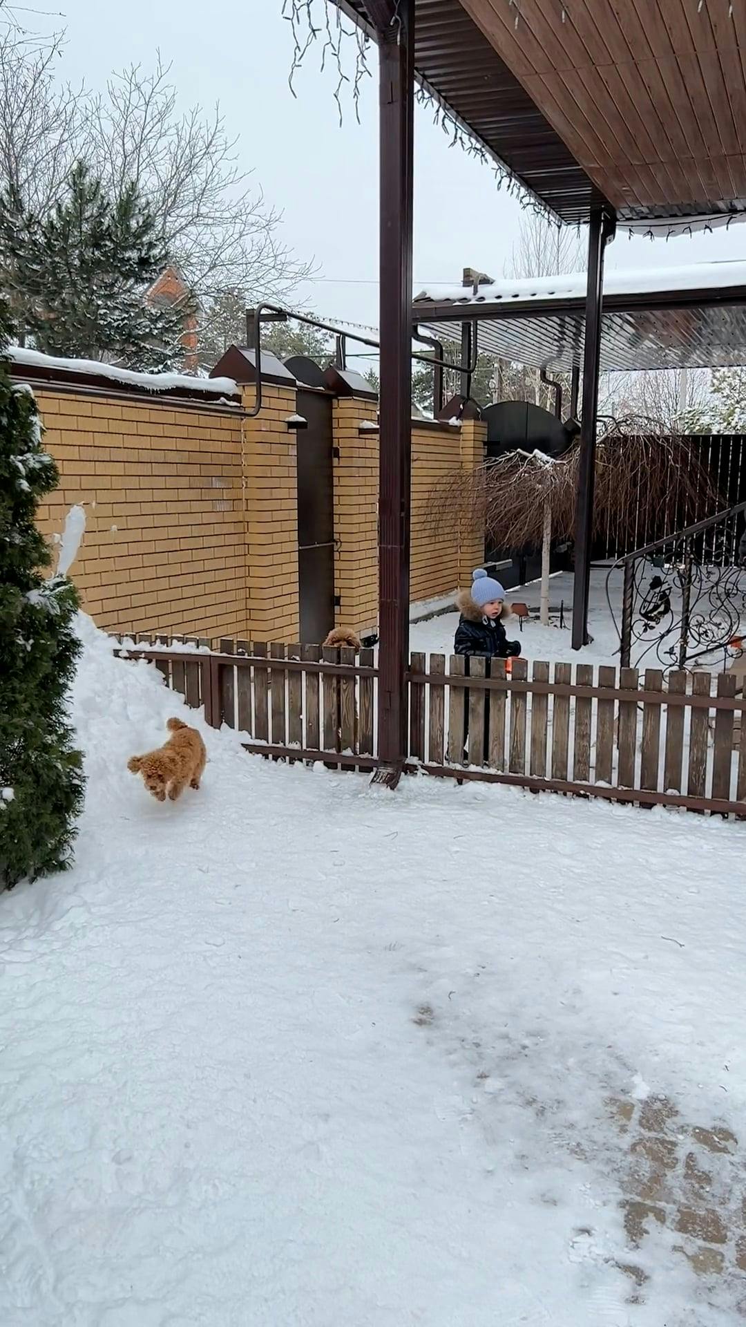 Dog Jumping over Fence in Yard Free Stock Video Footage, RoyaltyFree