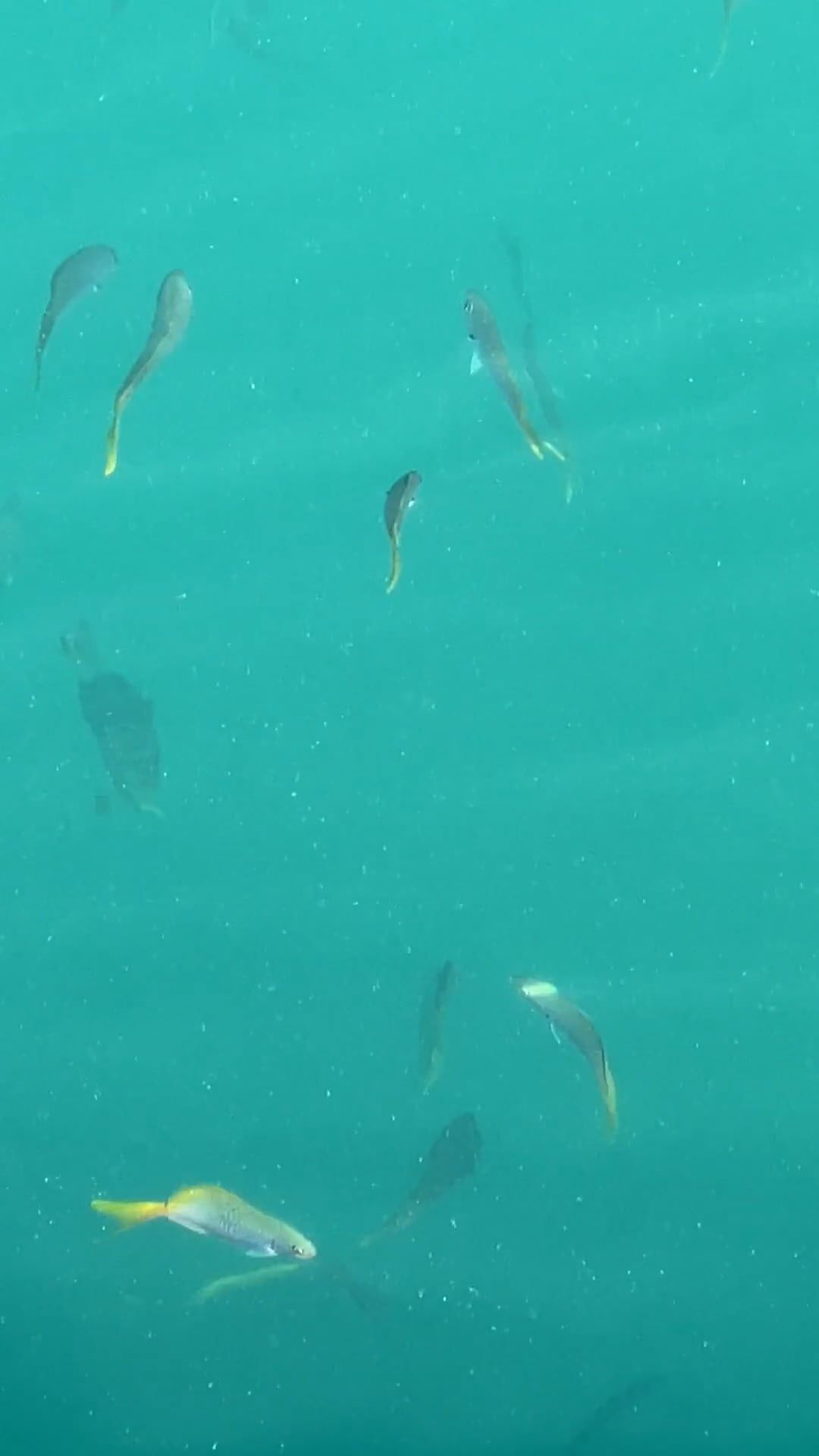 fish swimming below transparent blue water 10996473 — free pexels stock footage