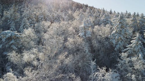 Mountains Covered with Coniferous Forest in Snow