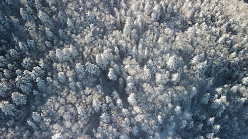 Aerial View of Group of People Walking in a Winter Forest