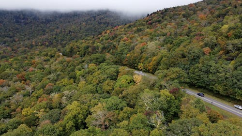 Drone Shot of Trees in the Forest