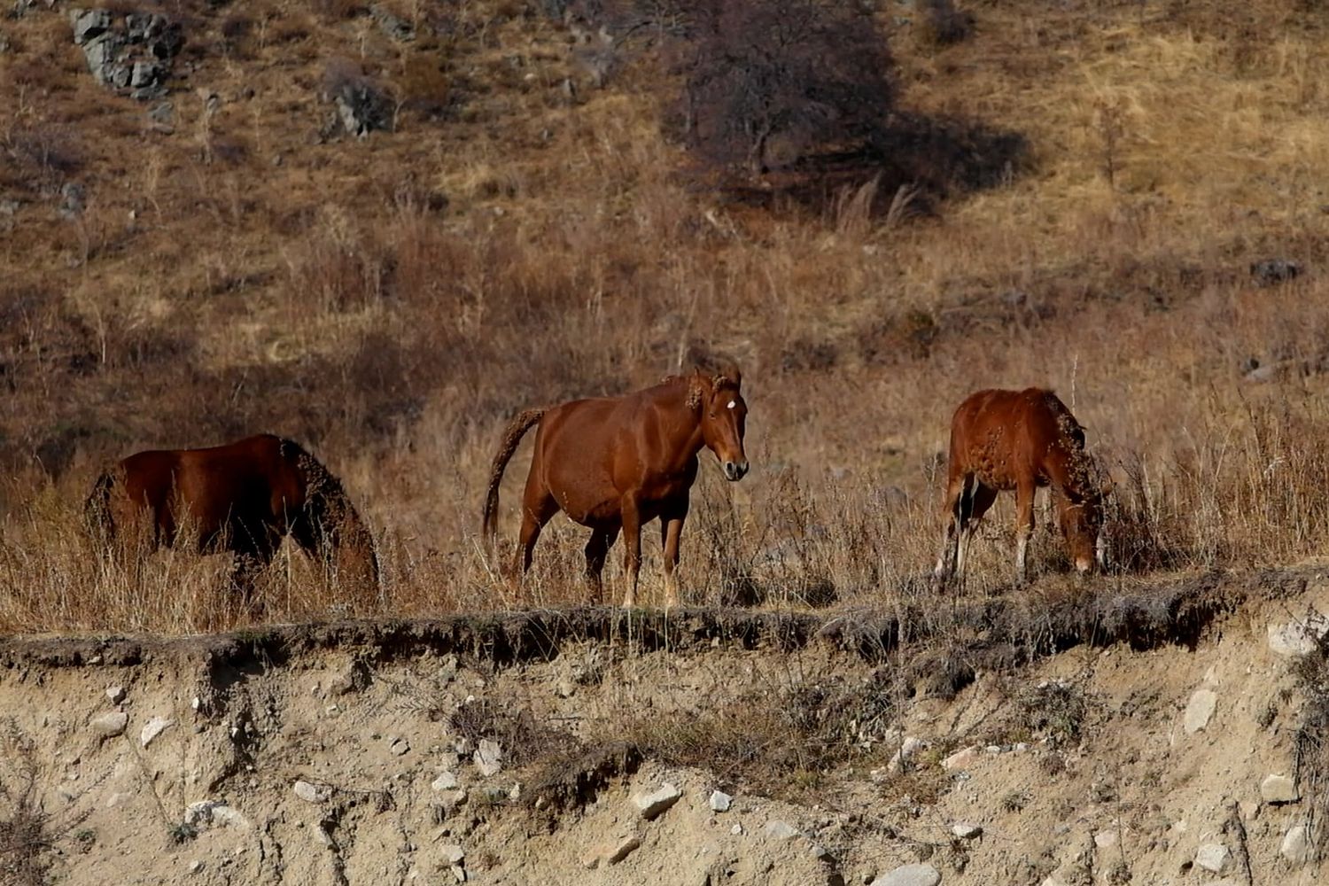 Stallion Video Horses Videos, Download The BEST Free 4k Stock Video Footage & Horses ...