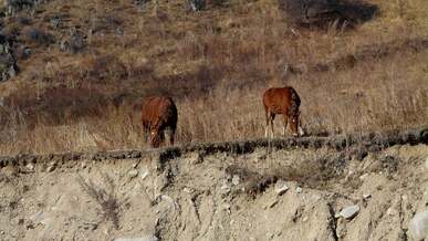 two wild horses grazing