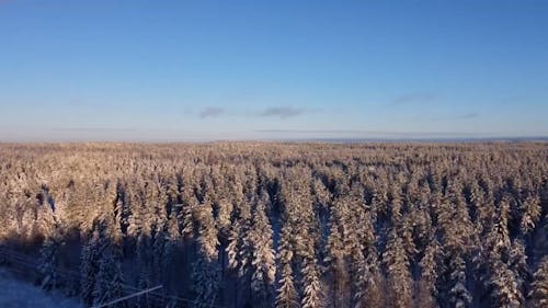 Snow Covered Pine Trees under a Blue Sky