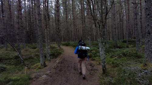 Man Hiking Along Dirt Path in Forest