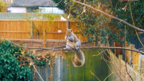 Squirrel Eating Seeds on Tree Branch