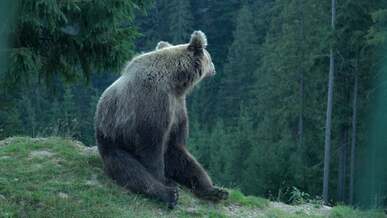 bear sitting on hill