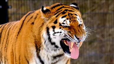 slow motion footage of tiger panthera tigris in zoo