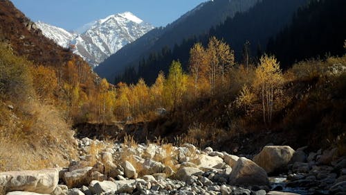 Mountains over Forest